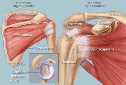 Anatomical diagram of the rotator cuff muscles of the shoulder